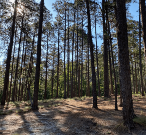 New Flint Rising Conservation Assistance Fund looks to aid landowners in permanent conservation