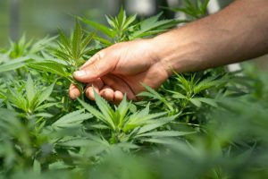 Your favorite hemp products could become illegal this November, but you can help 