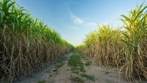 Inside CAYN: The Next Calamos Autocallable ETF